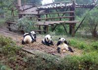 Chengdu Giant Pandas