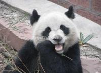 Giant Panda at Chengdu 