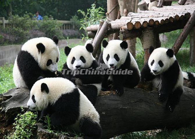 Chengdu China Giant Pandas