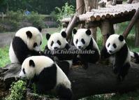 Chengdu China Giant Pandas