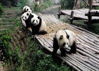 Chengdu Charming Giant Pandas