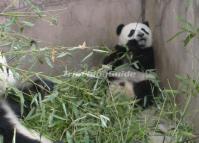 Chengdu Giant Panda Eating 