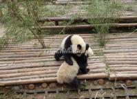 Chengdu Giant Pandas Playing