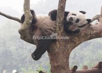 Giant Panda Sleeping on the Tree