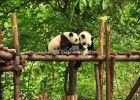 Chengdu Lovely Giant Pandas