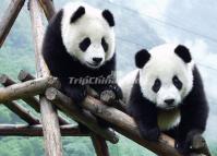 Lovely Giant Pandas at Chengdu 