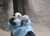 Giant Panda in the Breeder's Back Chengdu