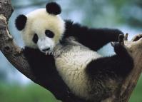 Giant Panda Playing on the Tree