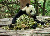 Chengdu Giant Panda's Meal 