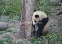 Chengdu Sad Giant Panda