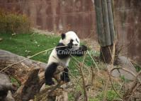 Chengdu Panda