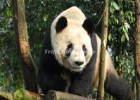 Chengdu Giant Panda