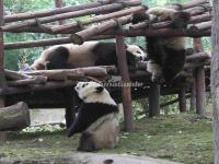 Chengdu Research Base of Giant Panda Breeding