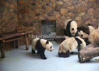 Giant Pandas Bedroom at Chengdu Research Base of Giant Panda Breeding