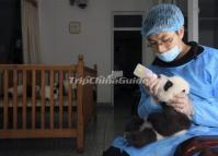 Feed Panda Cub in Chengdu Panda Base