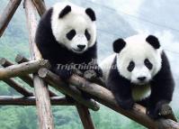 Giant Pands Playing at Chengdu Research Base China