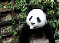 Naughty Giant Panda at Chengdu Research and Breeding Center