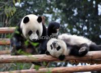 Giant Pandas Playing at Chengdu Research Base