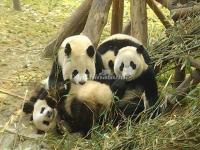 Panda Bears