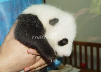 Baby Panda Chengdu Panda Research Base