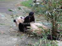 Chengdu Research Base of Giant Panda Breeding