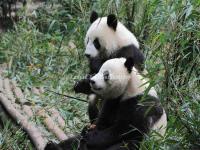 Chengdu Research Base of Giant Panda Breeding