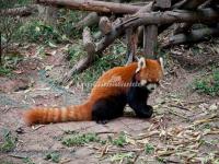 Chengdu Research Base of Giant Panda Breeding Red Panda