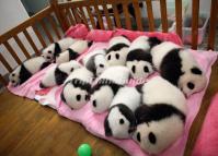 Lovely Baby Pandas Sleeping at Chengdu Base 