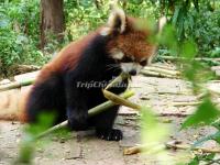 A Red Panda in Chengdu Research Base of Giant Panda Breeding