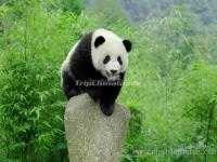 A Lovely Panda in Chengdu Panda Base