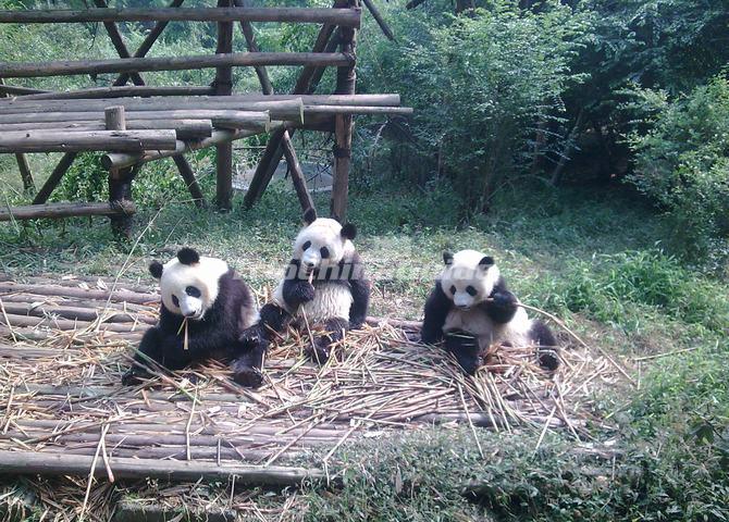 <a target="_blank" href="http://www.tripchinaguide.com/photo-p11-6441-chengdu-panda-research-breeding-preserve.html">Chengdu Panda Research & Breeding Preserve</a>