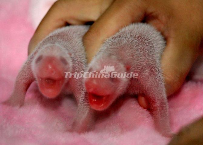 The Baby Pandas in Chengdu Research Base of Giant Panda Breeding