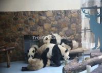 Attractive Giant Pandas at Chengdu Research Base