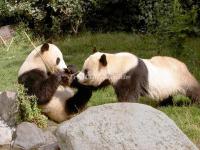 Giant Pandas in Chengdu Research Base of Giant Panda Breeding