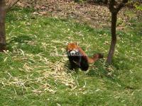 Chengdu Research Base of Giant Panda Breeding