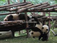 Pandas Playing 