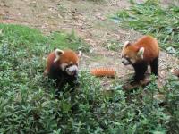 Chengdu Research Base of Giant Panda Breeding  Red Pandas