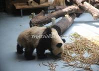 Giant Pandas Food Chengdu Research Base of Giant Panda Breeding