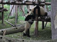 Chengdu Research Base of Giant Panda Breeding