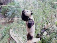 Chengdu Research Base of Giant Panda Breeding