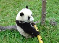 Giant Panda Playing at Chengdu Base