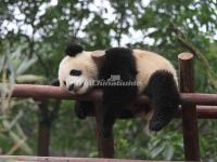 Chengdu Research Base of Giant Panda Breeding