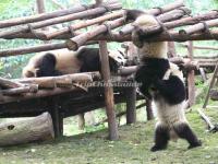 Chengdu Research Base of Giant Panda Breeding