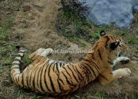 Chengdu Zoo-Tiger