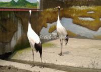 Chengdu Zoo-Cranes 