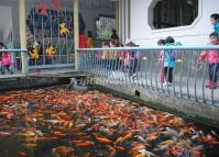 Chengdu Zoo-Fish