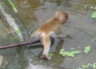 Chengdu Zoo-Monkey