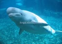 Chengdu Zoo-White Whale