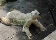 Chengdu Zoo-Polar Bear 