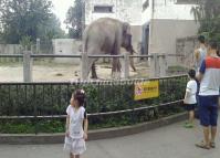 Chengdu Zoo-Elephant